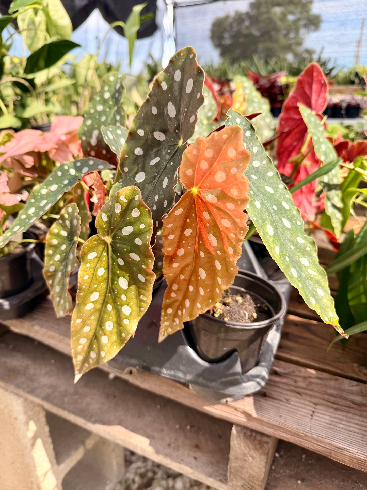 Begonia Maculata (Polka Dot Begonia)