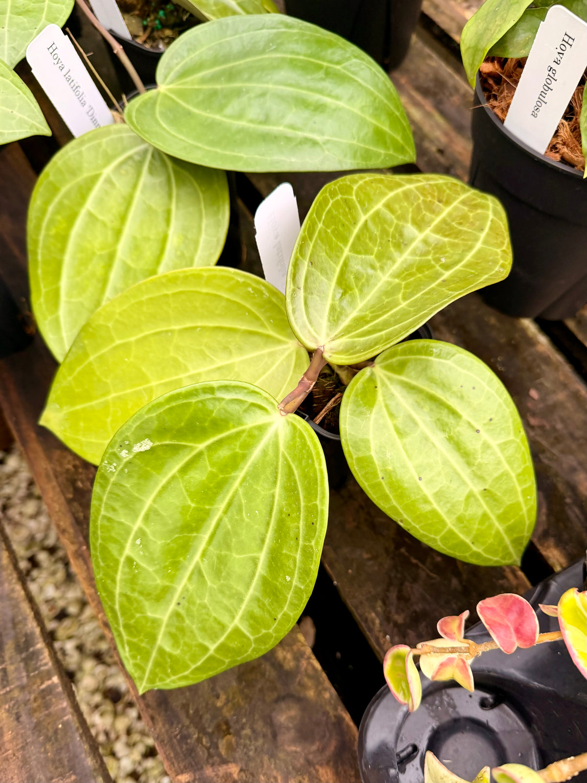 Hoya Latifolia 'Dinner Plate'