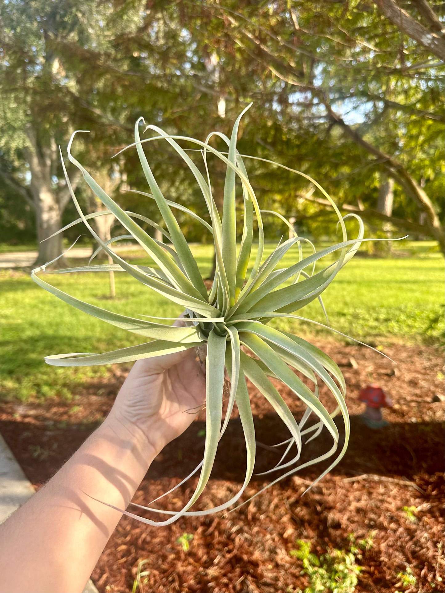 Tillandsia Hybrid • Xerographica X Capitata