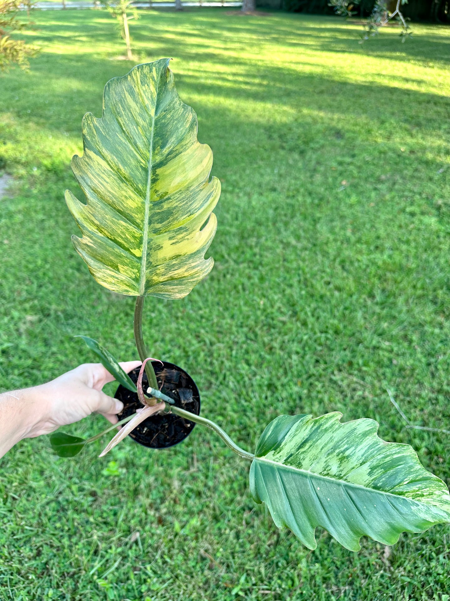 Philodendron Carmel Marble