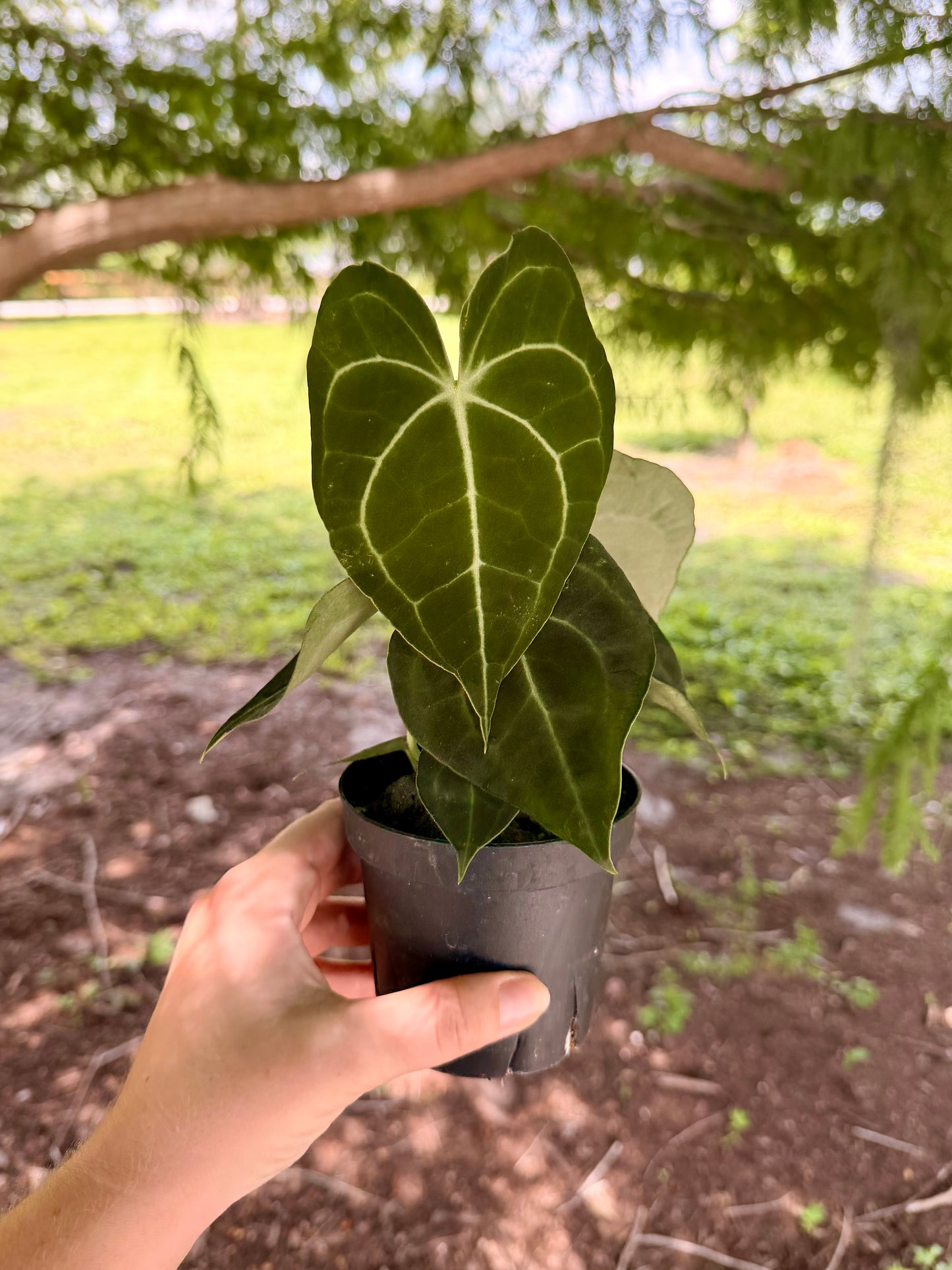 Anthurium Clarinervium Hybrid