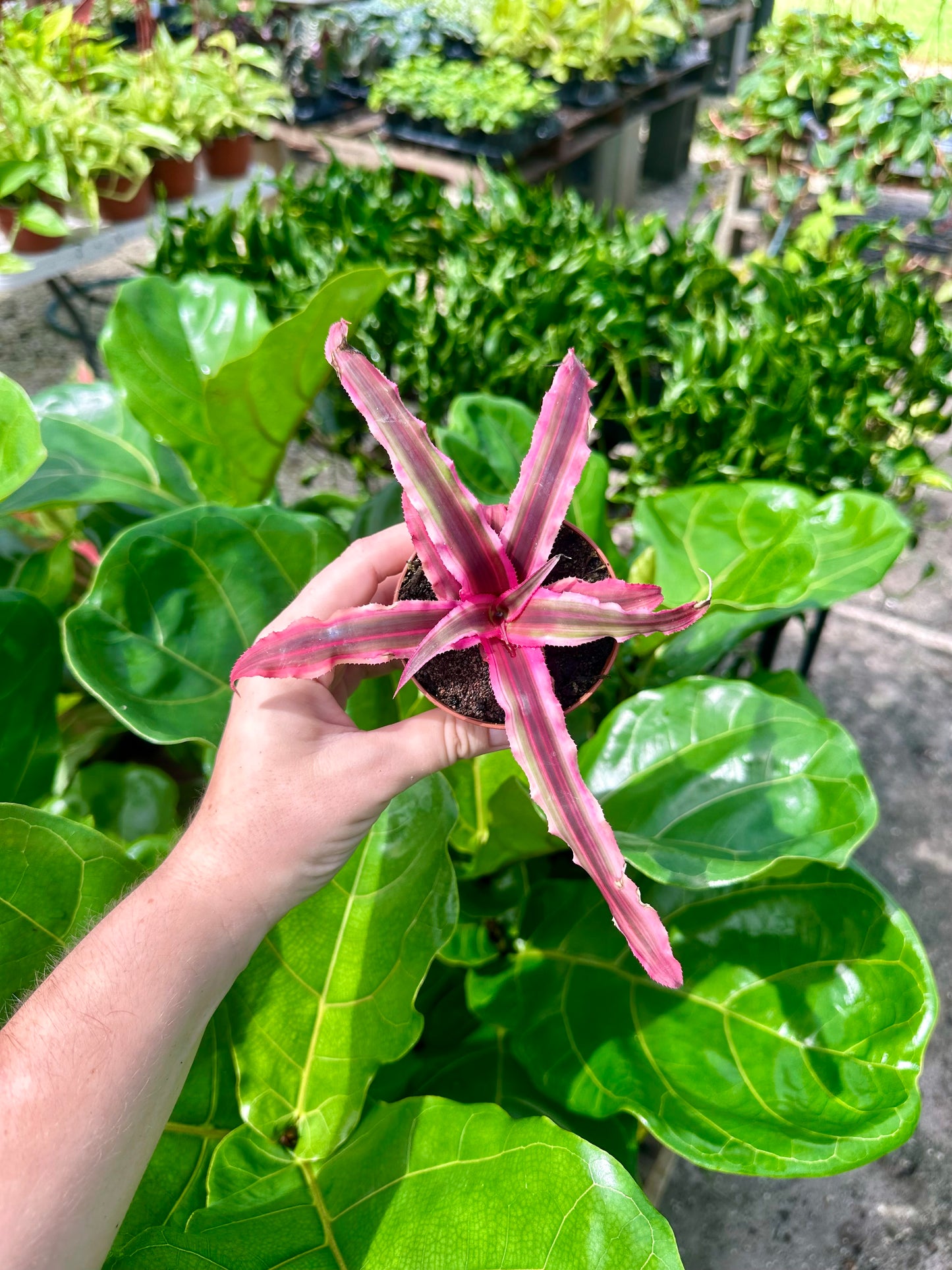 Cryptanthus