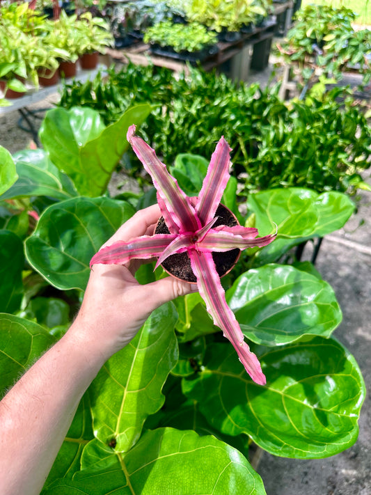 Cryptanthus