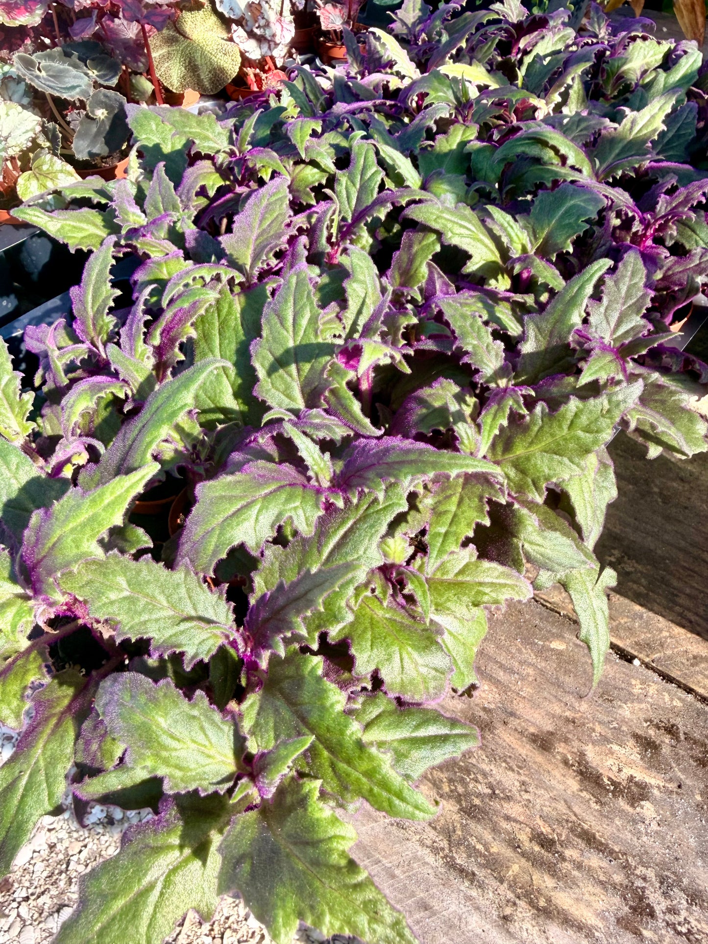 Purple Passion