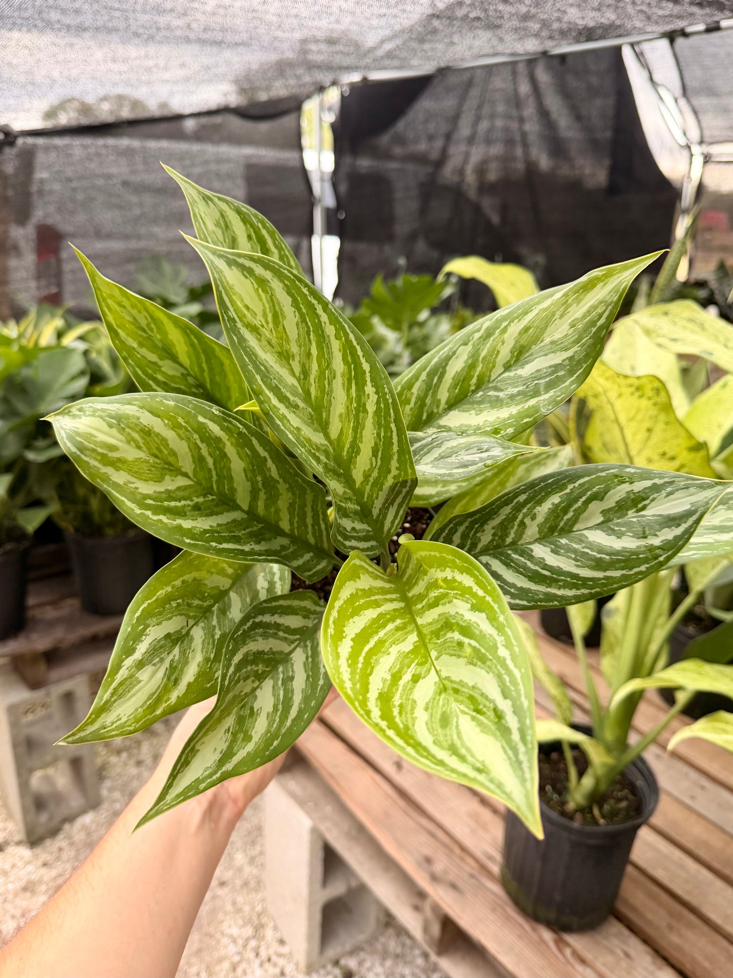 Aglaonema Stripes