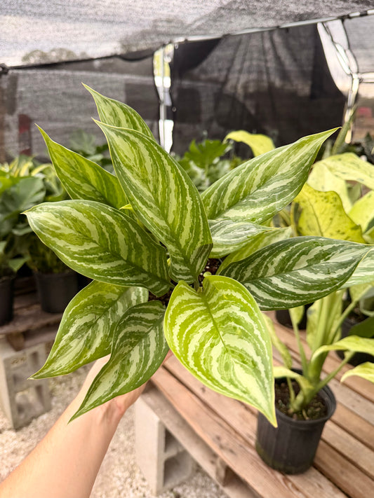 Aglaonema Stripes