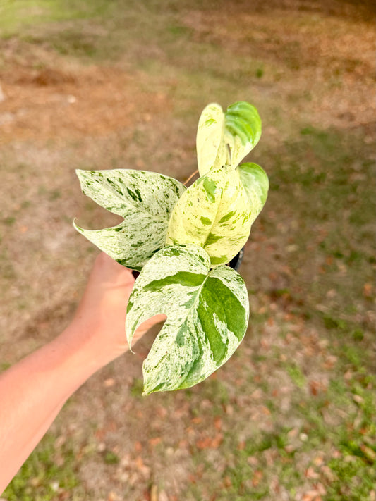 Epipremnum Pinnatum Marble Variegated
