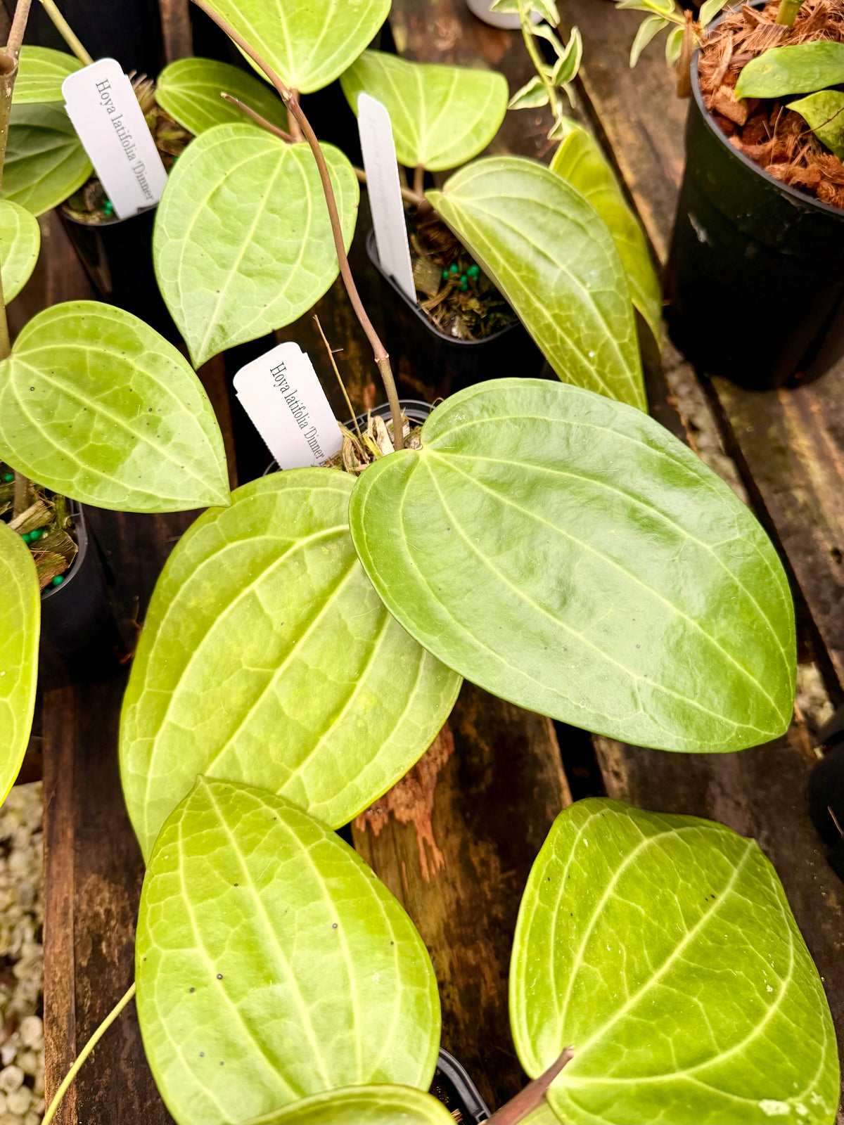 Hoya Latifolia 'Dinner Plate'
