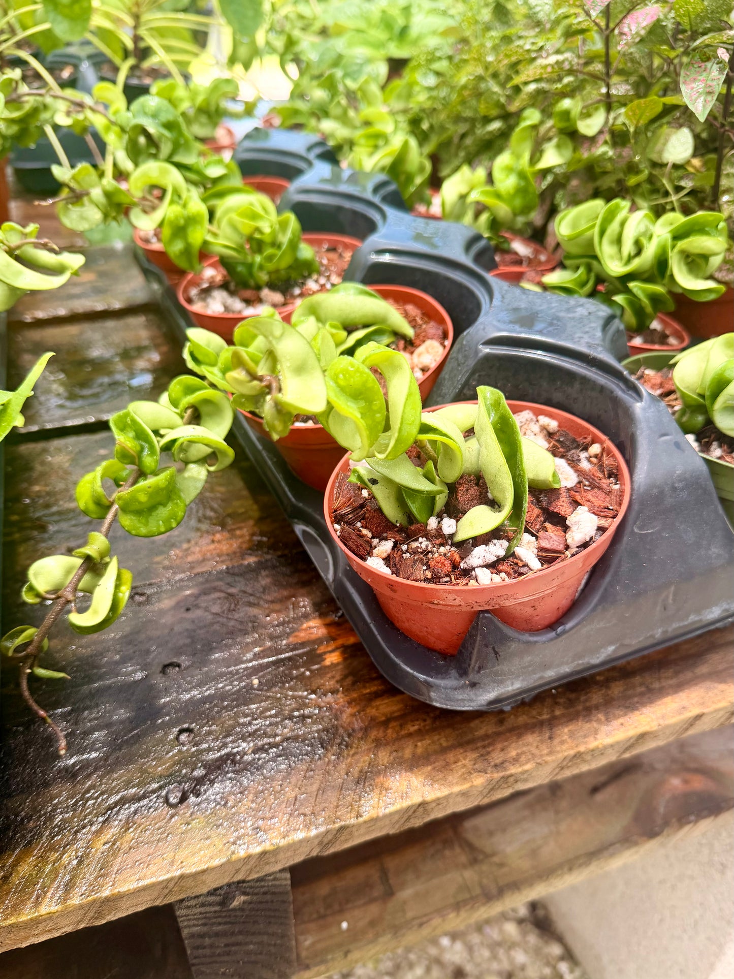 Hoya Carnosa Compacta
