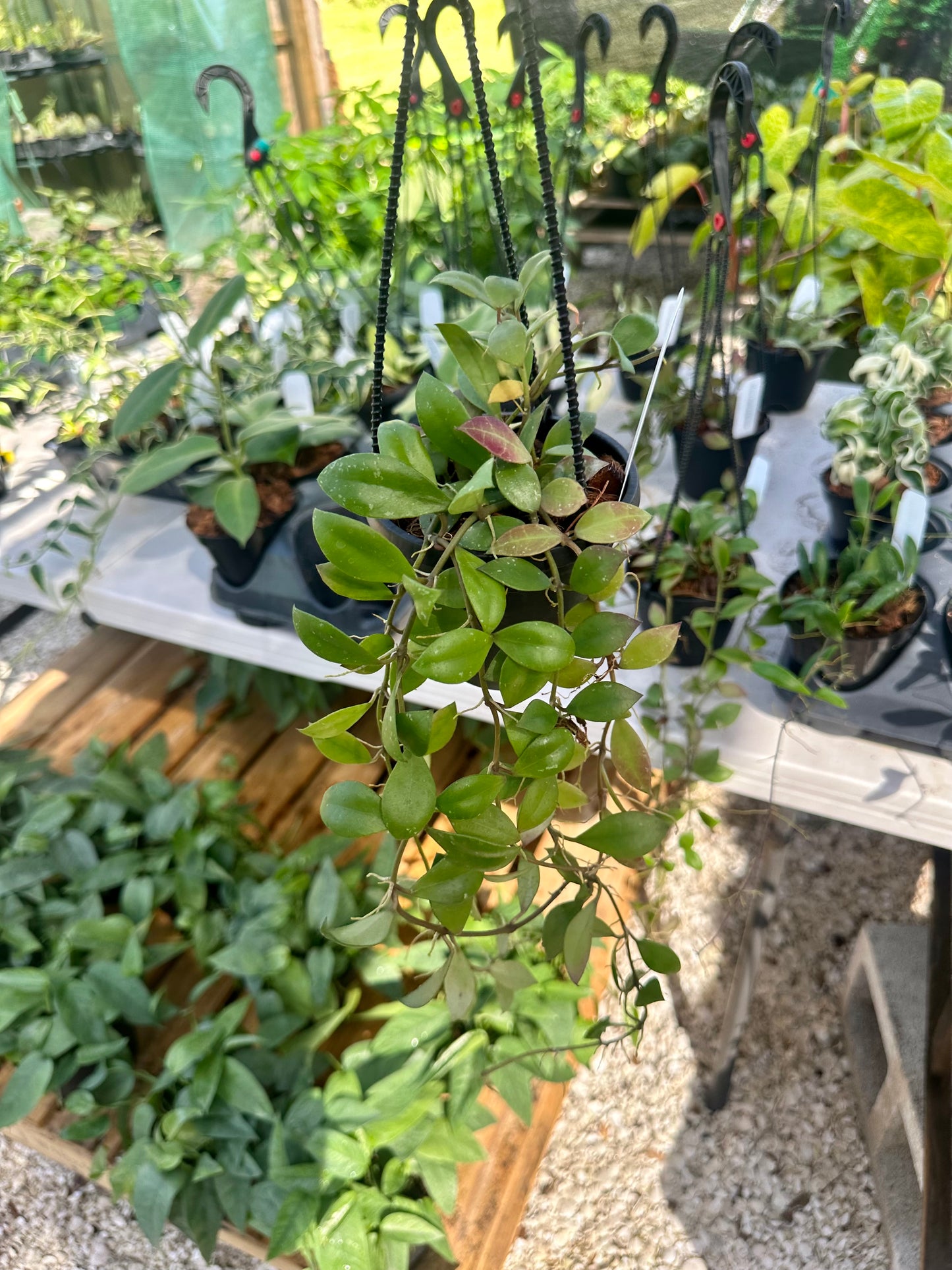 Hoya Sipitangensis