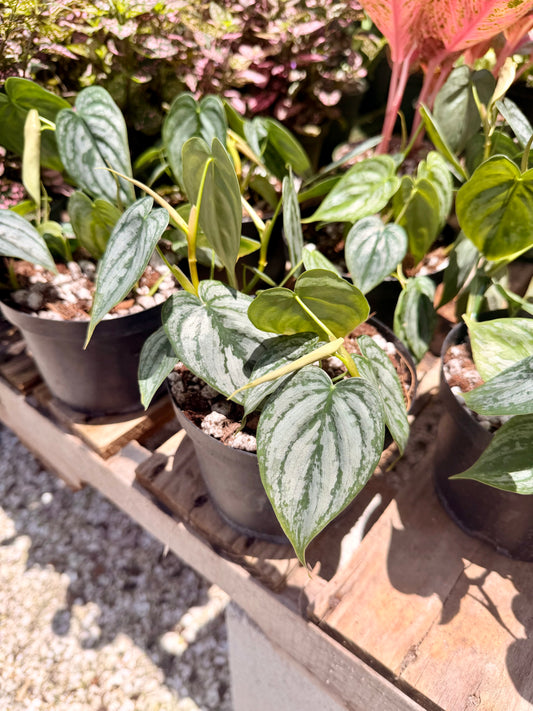 Philodendron Brandtianum