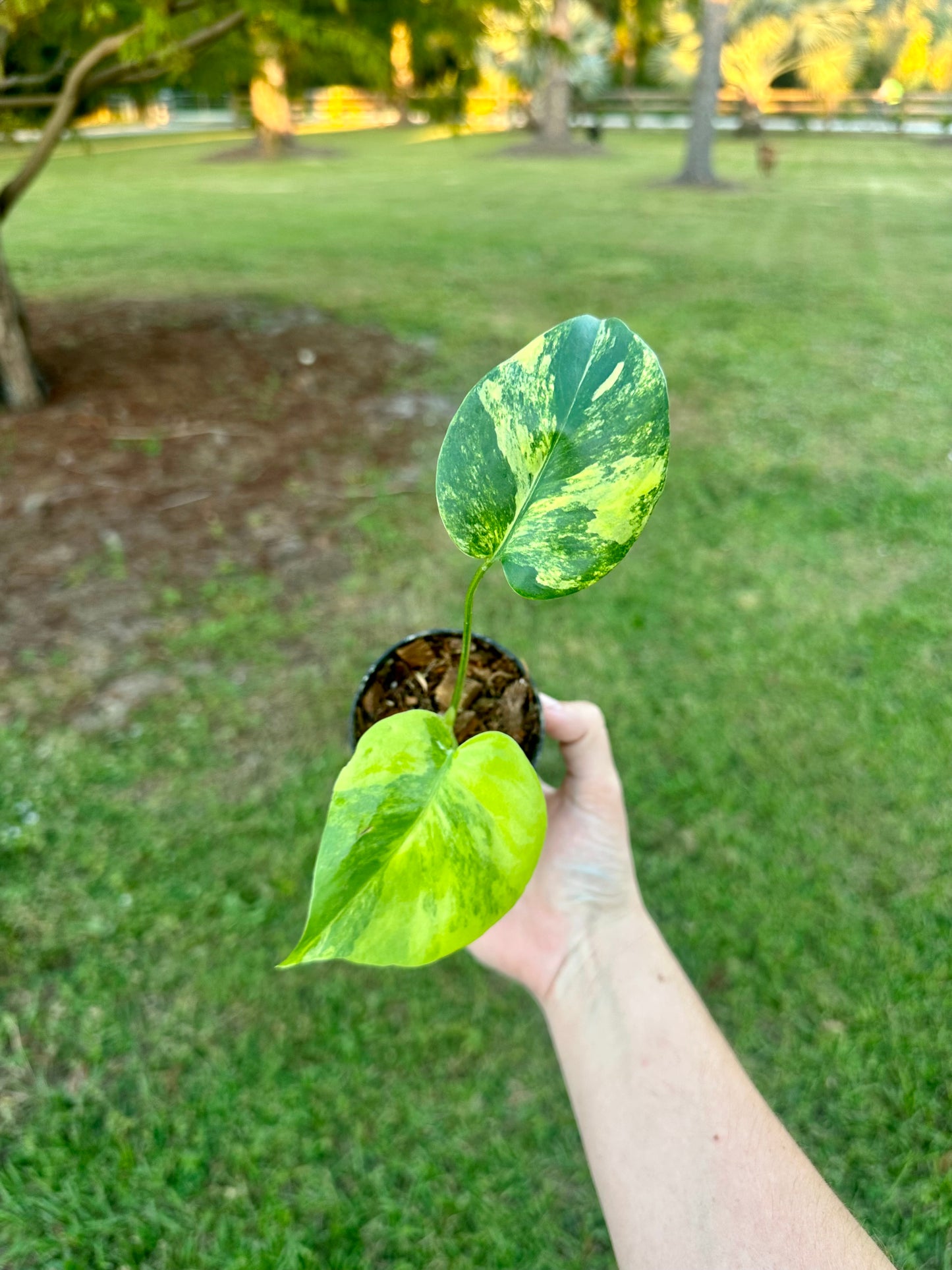 Monstera Deliciosa Aurea Variegated