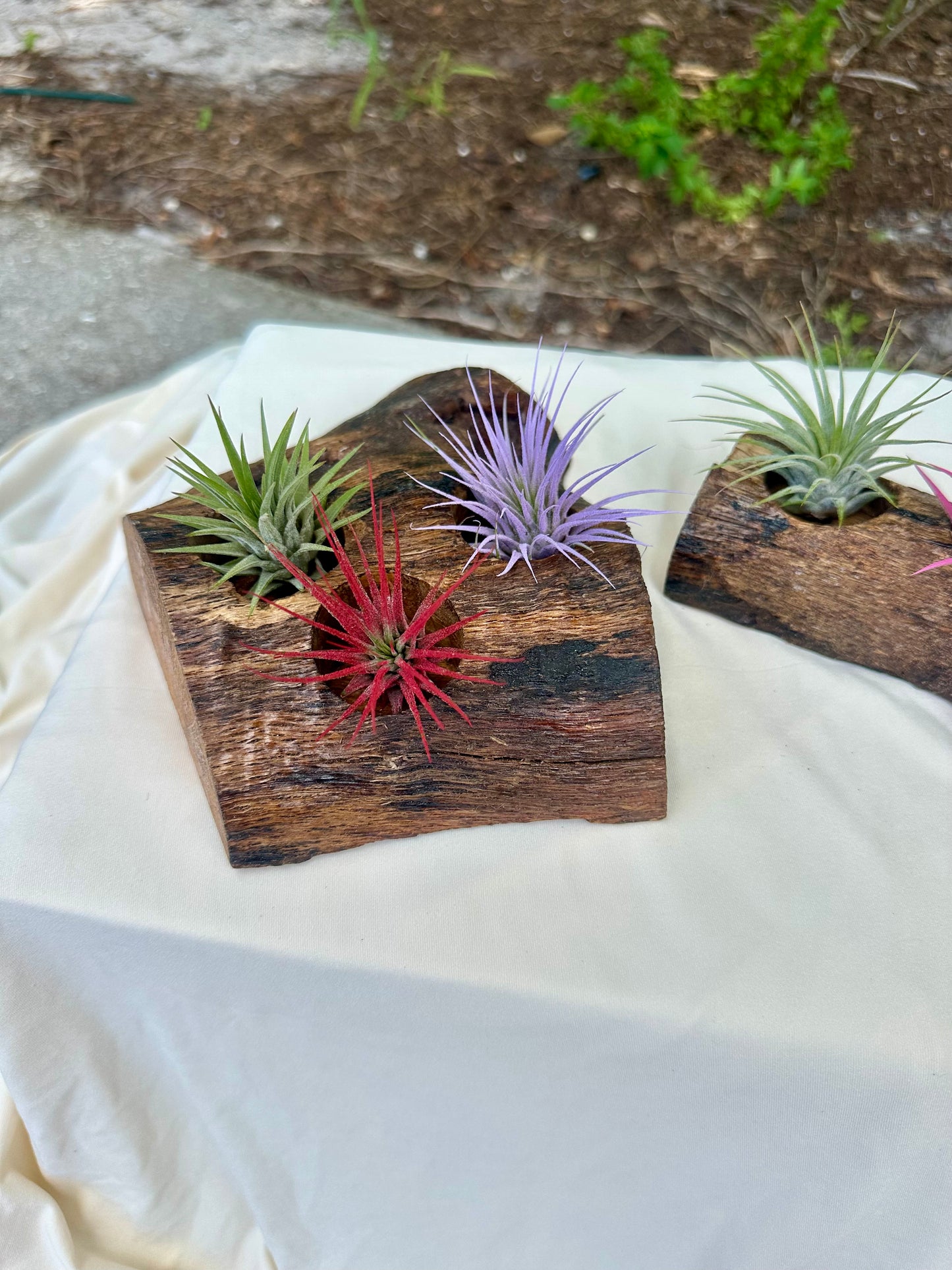 Oak Holder & 3 Air Plants