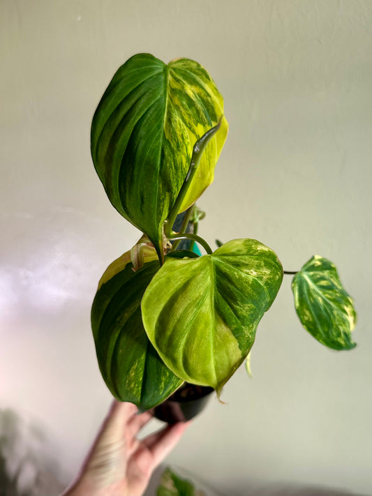 Philodendron Mican Yellow Variegation