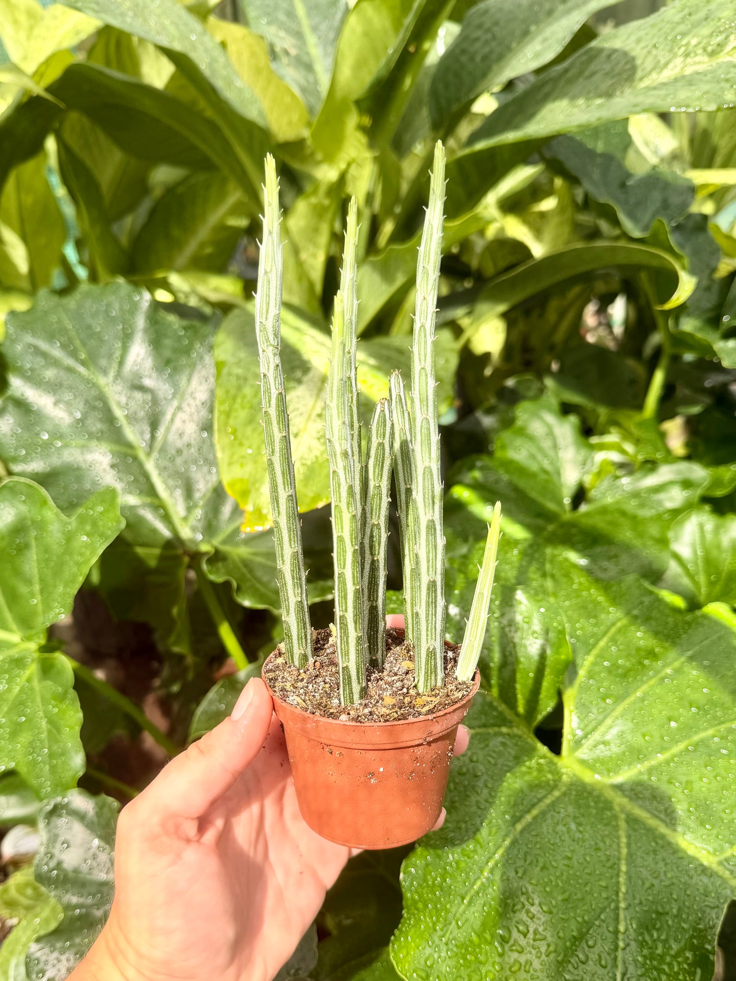 Pickle Plant