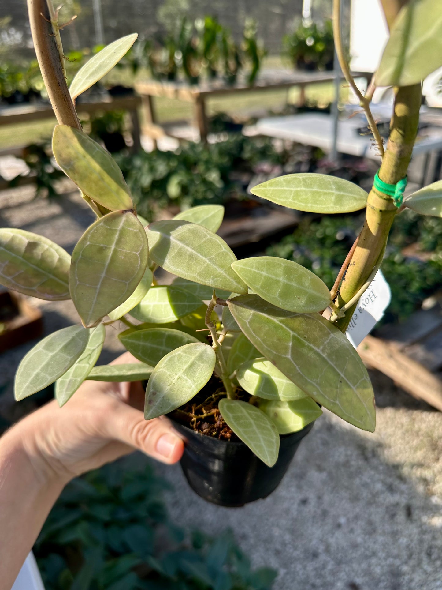 Hoya Elliptica