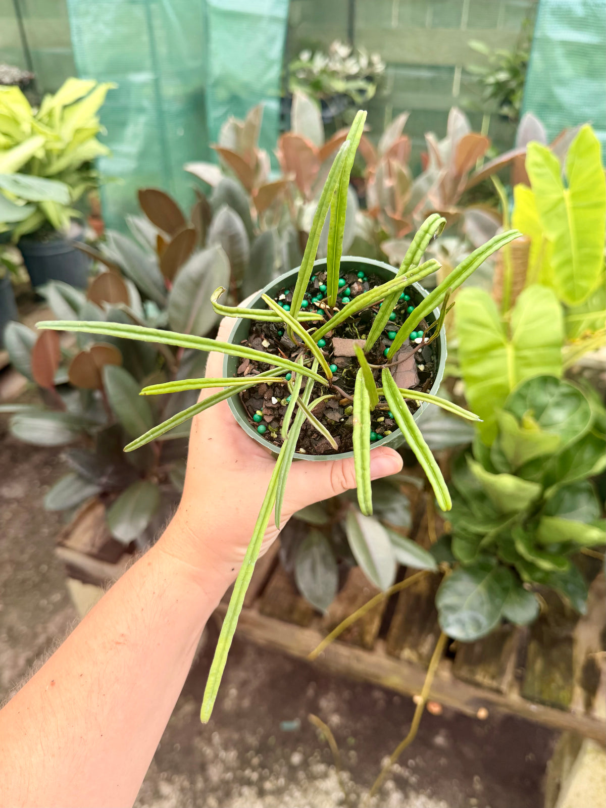 Hoya Insularis