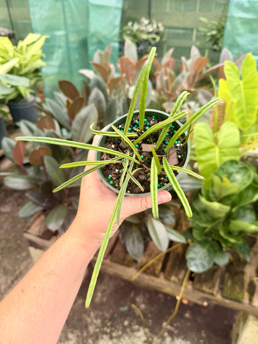 Hoya Insularis