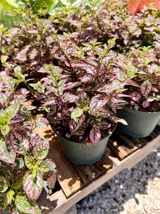 Hypoestes