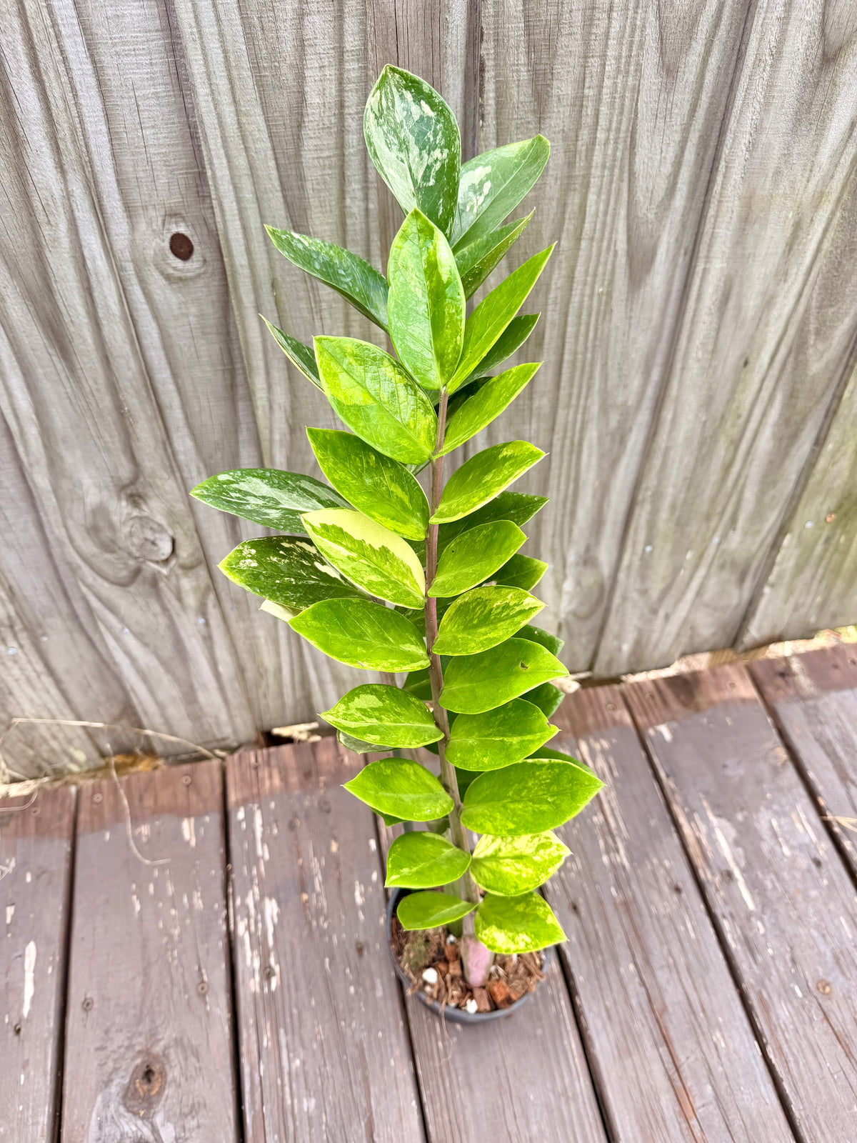 ZZ Plant Variegated