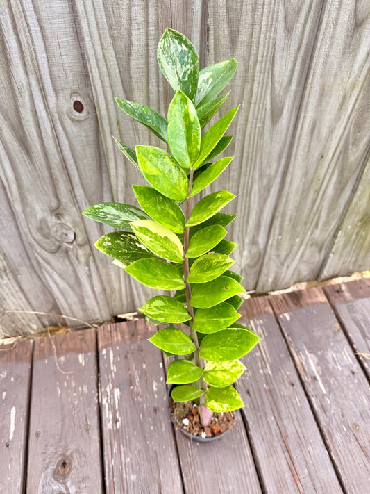 ZZ Plant Variegated