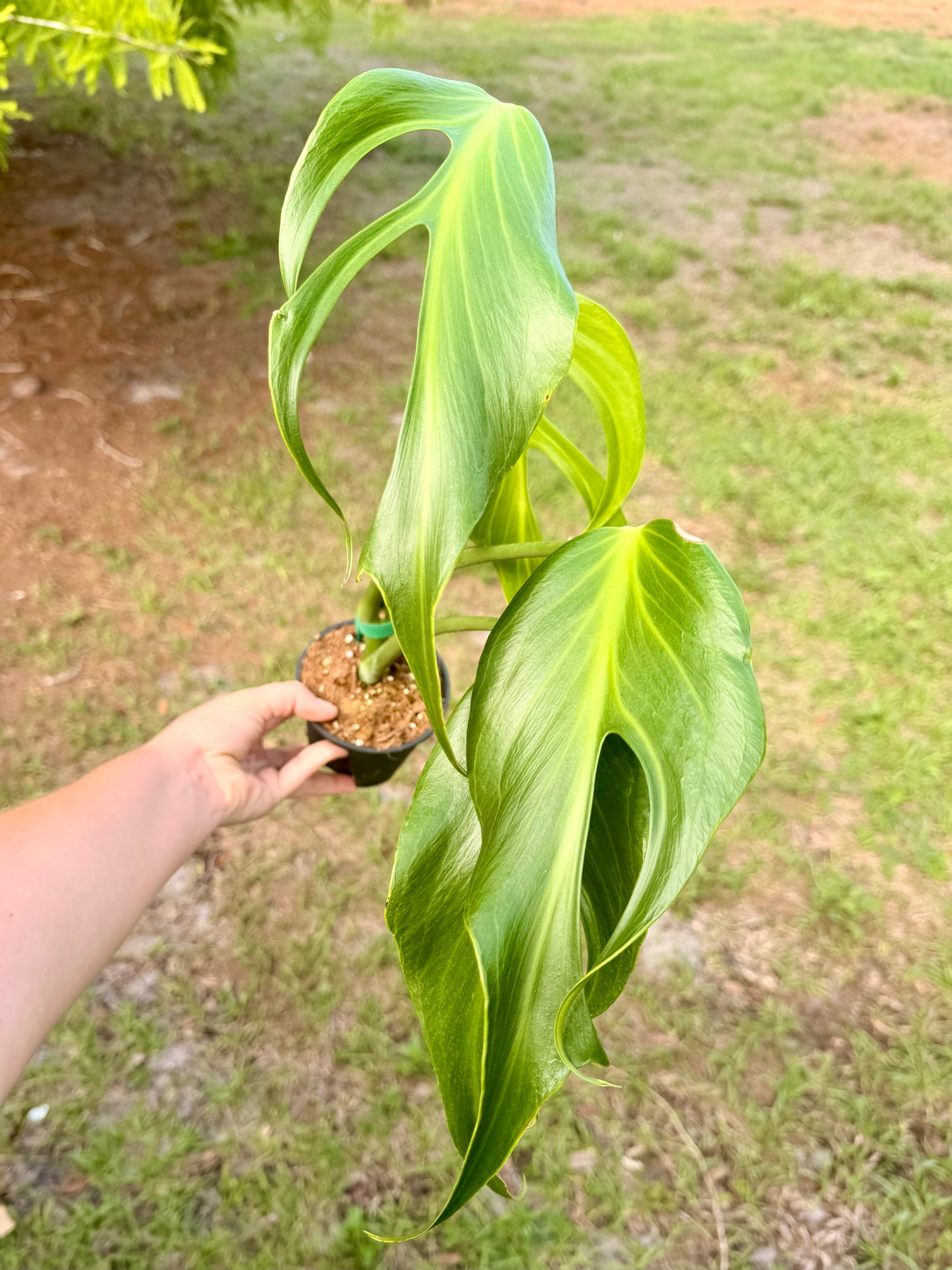 Monstera Burle Marx Flame