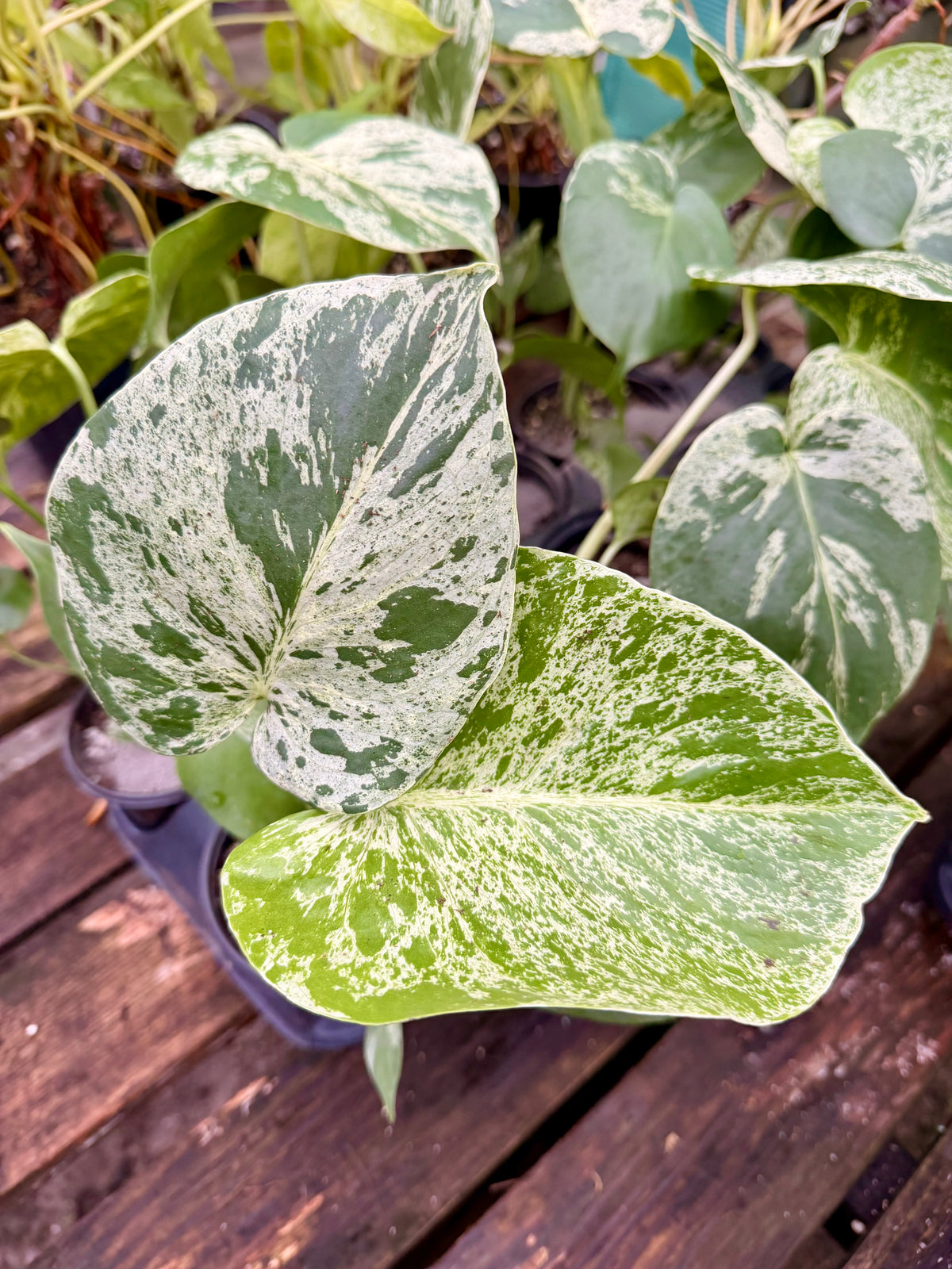 Monstera Bulbasaur