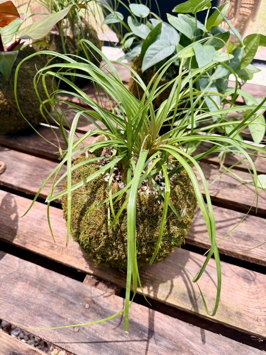Kokedama Pony Tail Palm