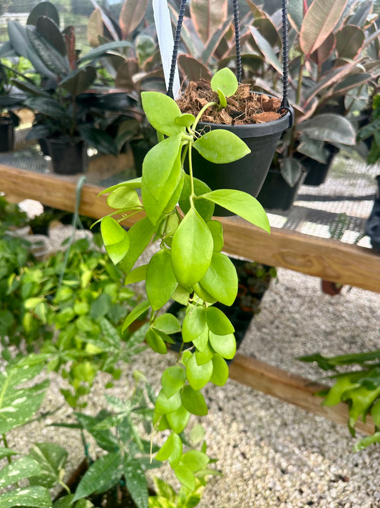 Hoya Myrmecopa