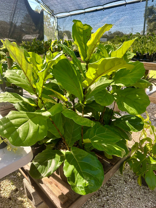 Fiddle Leaf
