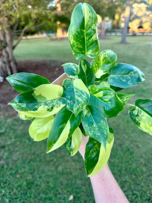 Philodendron Burle Marx Variegated