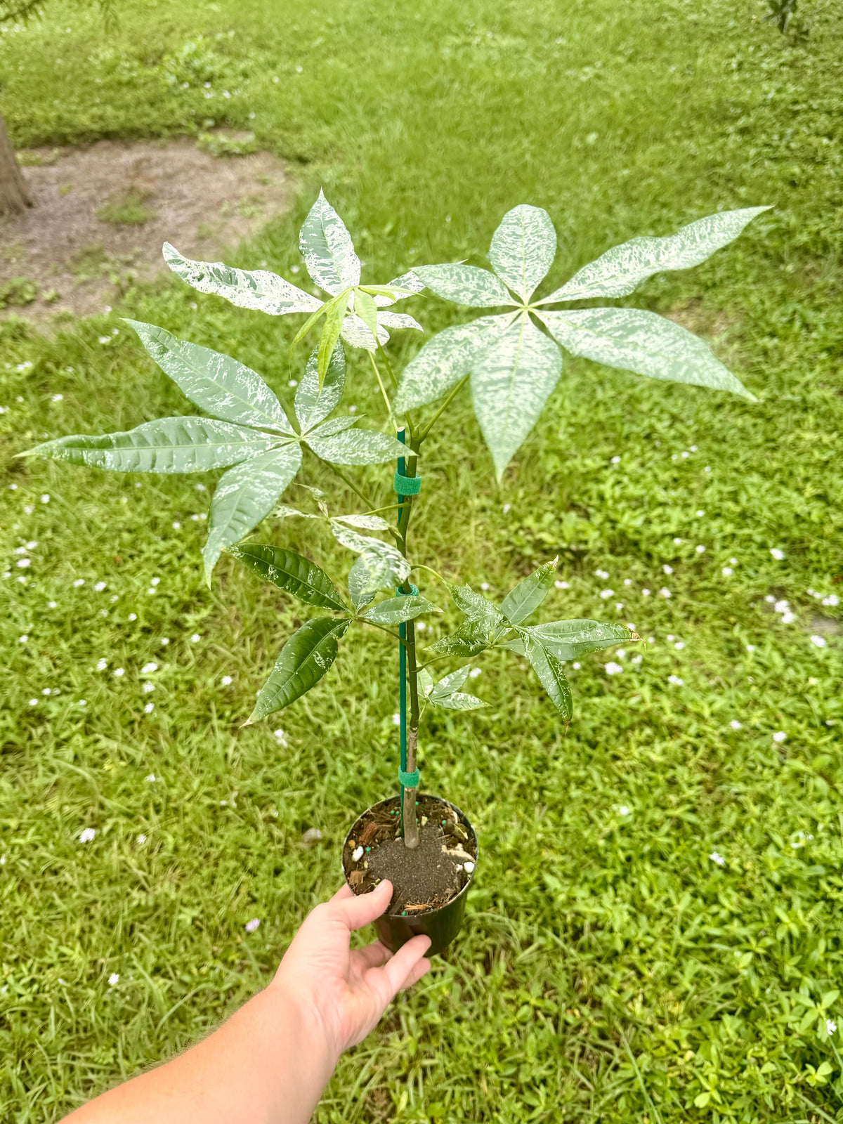 Money Tree Variegated
