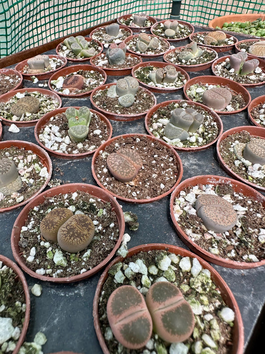 Lithops