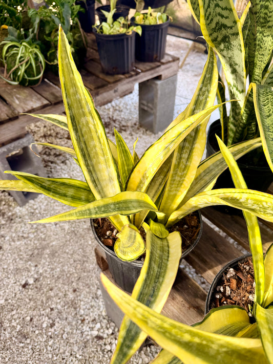 Sansevieria Lauren