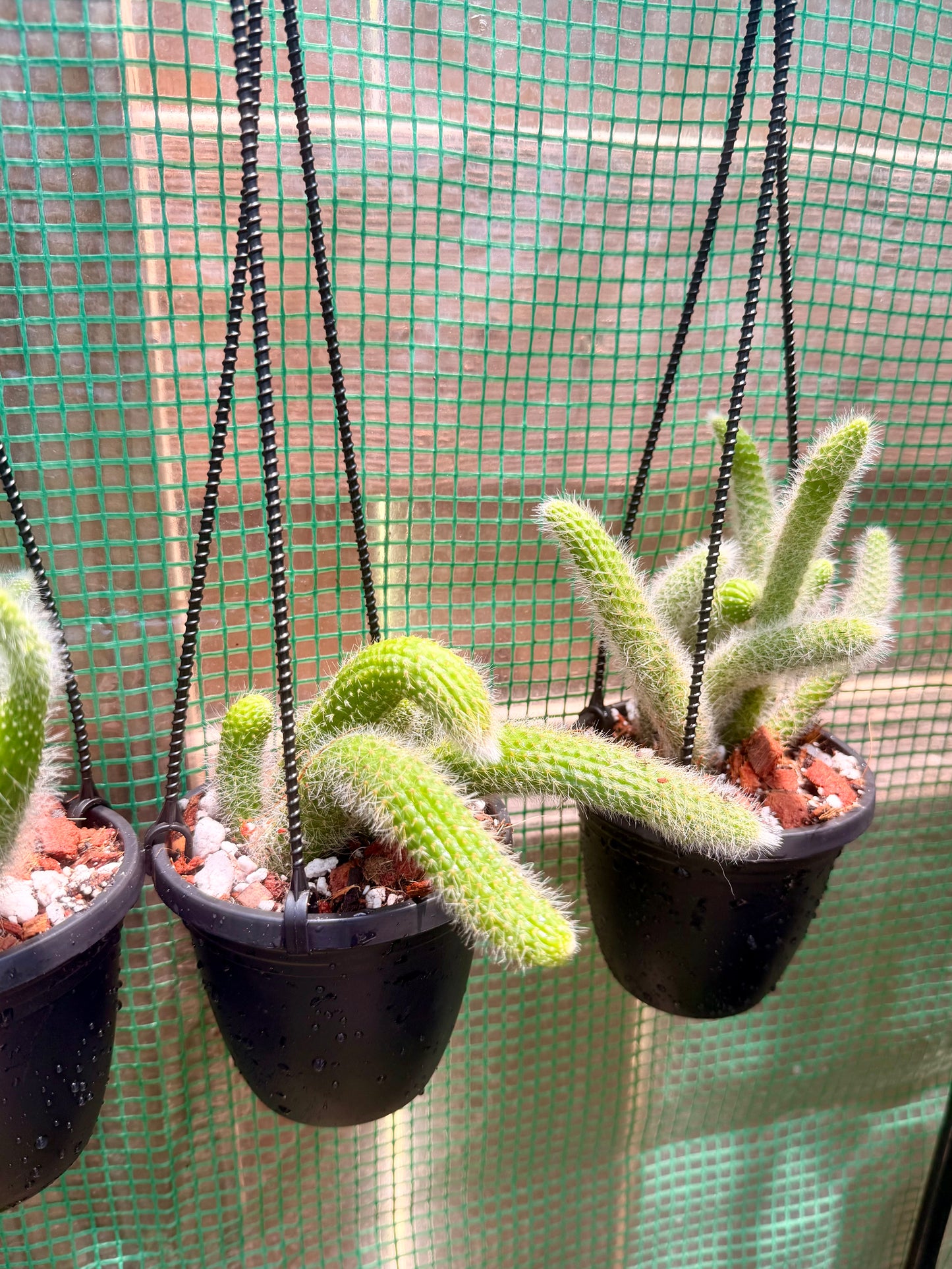 Monkey Tail Cactus (White)