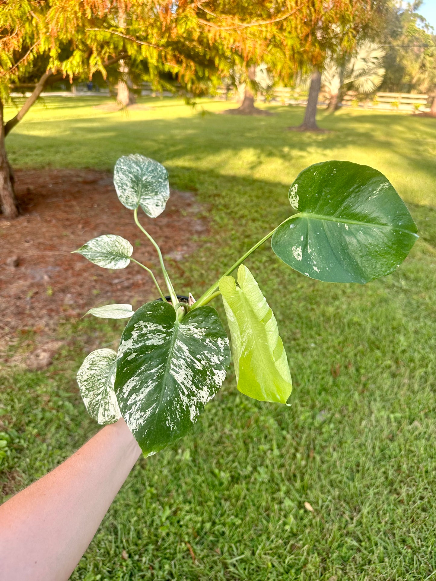 Monstera Mint