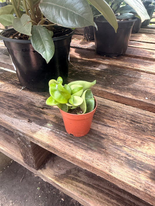 Hoya Carnosa Compacta