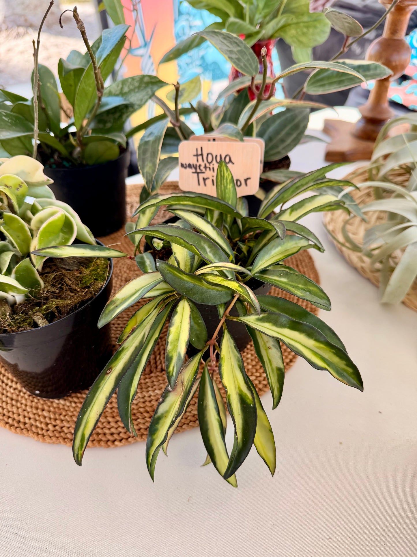 Hoya Wayetti Tricolor