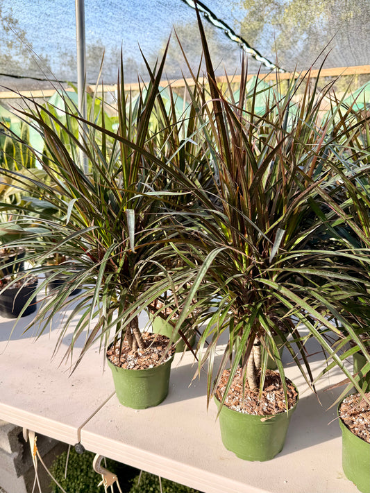 Dracaena Magenta