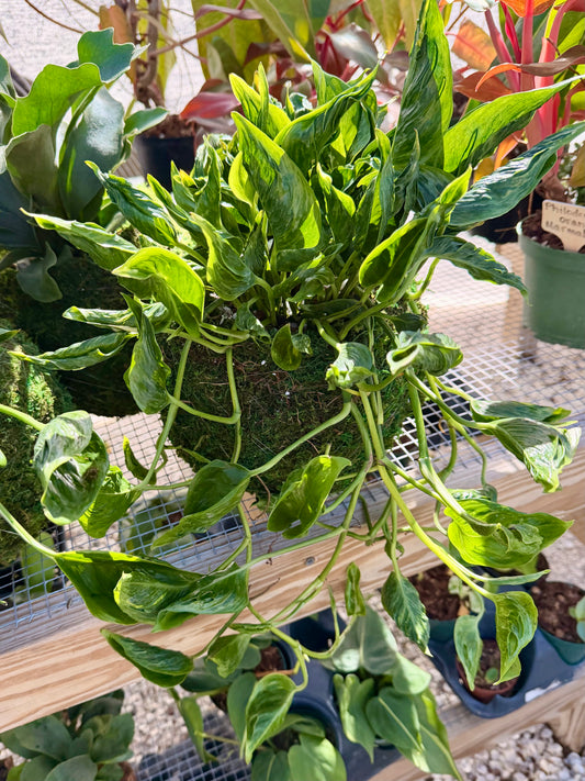 Kokedama Epipremnum Shang Ri La