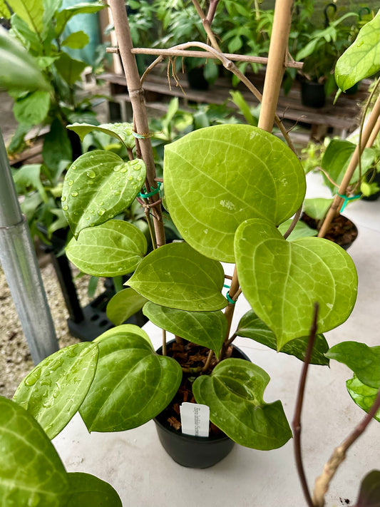 Hoya Latifolia Sarawak Cream