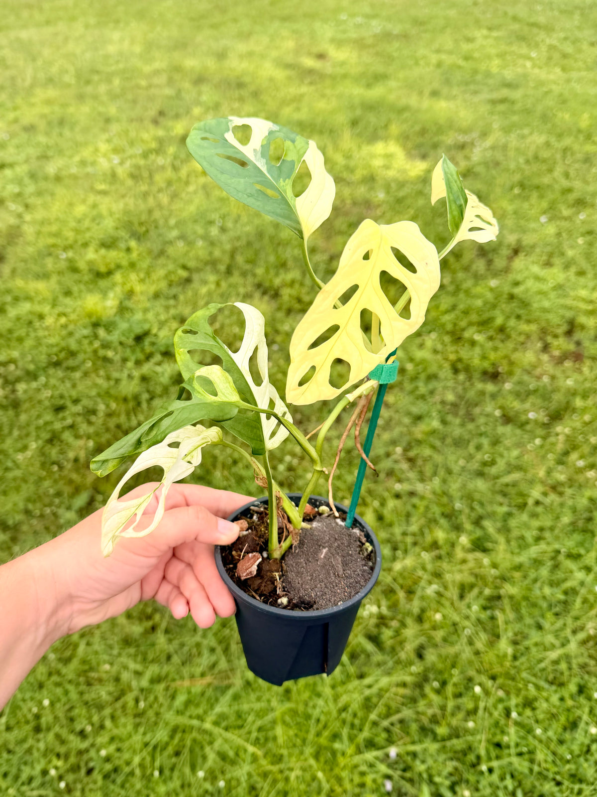 Monstera Adansonii Albo