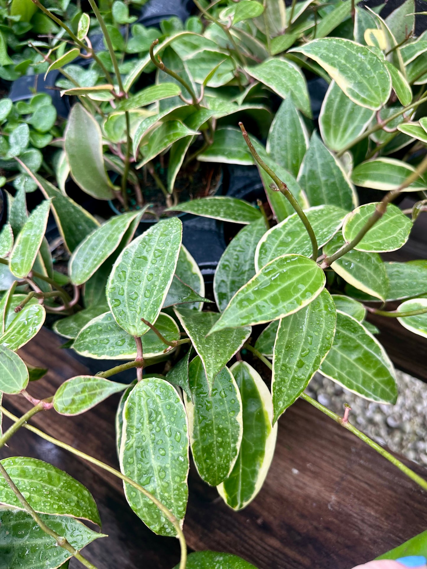 Hoya Macrophylla Variegated