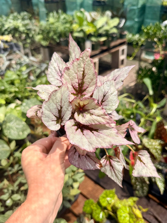 Begonia Rex Varieties