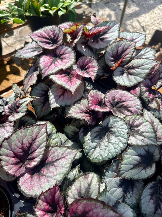 Begonia Red Kiss