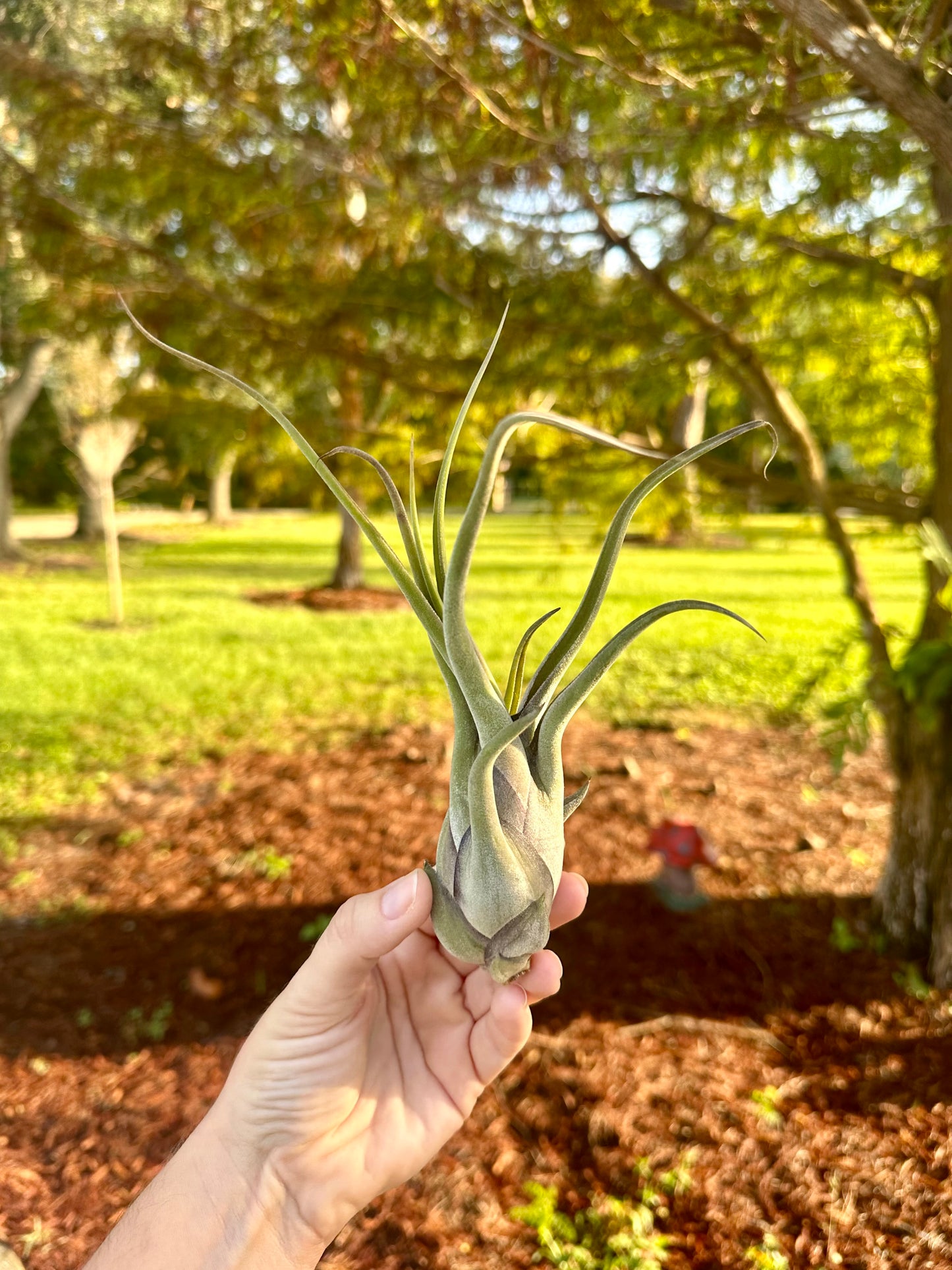 Tillandsia • Caputmedusae