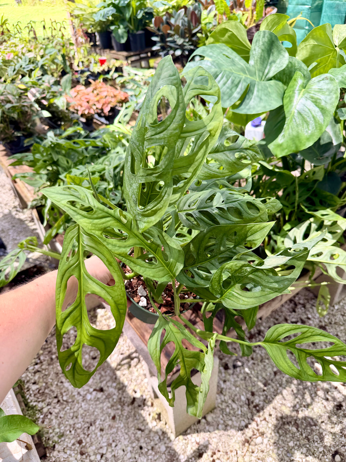 Monstera Esqueleto