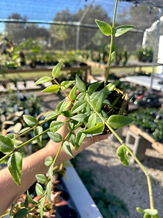 Hoya Bella