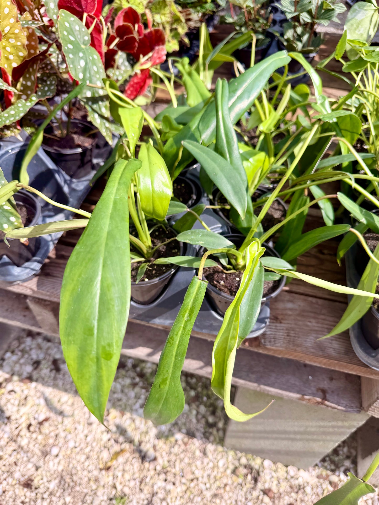 Philodendron Joepii