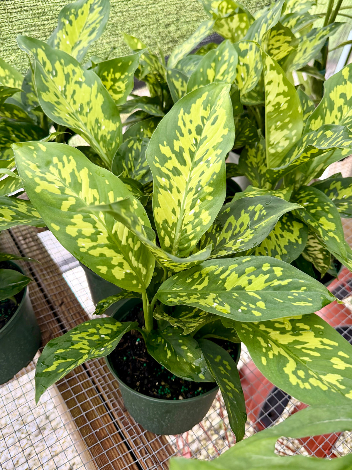 Dieffenbachia Cheetah